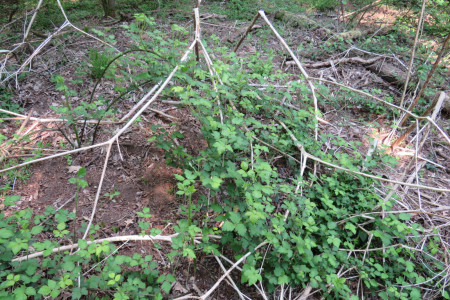Resti secchi di fitolacca (Phytolacca americana)