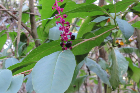 Frutto di fitolacca (Phytolacca americana)
