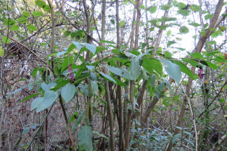 Fitolacca (Phytolacca americana)