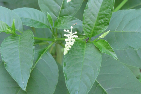 Fiore di fitolacca (Phytolacca americana)