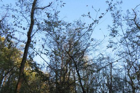Robinia pseudoacacia