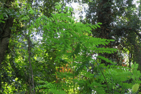 Robinia pseudoacacia
