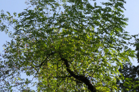 Robinia pseudoacacia