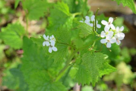 Alliaria petiolata