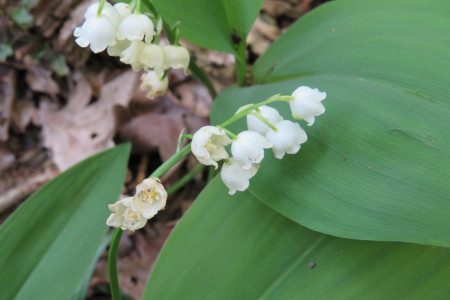 Convallaria majalis - Mughetto