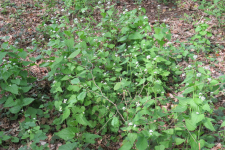 Alliaria petiolata