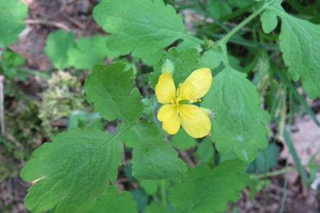 Chelidonium majus