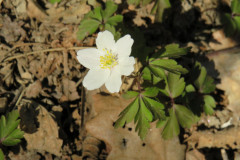 Anemone bianco (Anemone nemorosa (L.)Holub.)