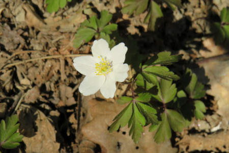 Anemonoides nemorosa - Anemone bianca