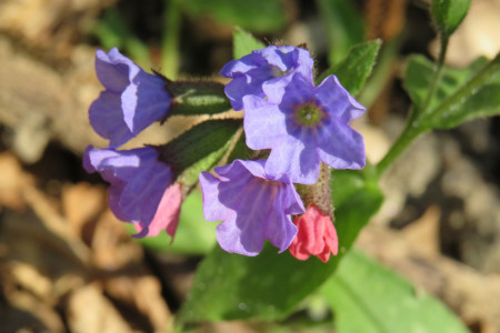 Pulmonaria officinalis - Polmonaria