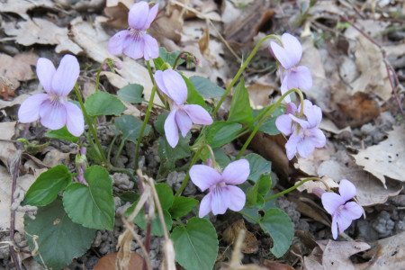 Viola sp.