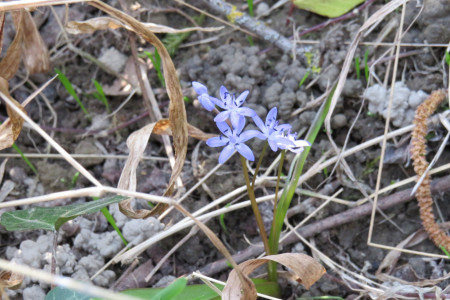 Scilla bifolia - Scilla silvestre