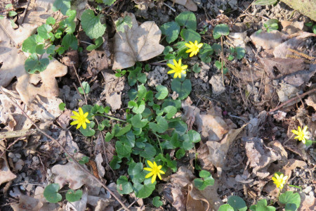 Ficaria verna - Ranuncolo favagello