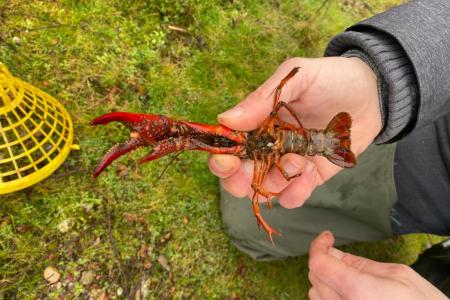 Procambarus clarkii Girard, 1852