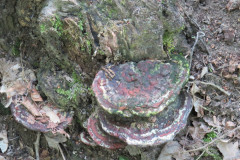 Funghi (Perennipora-fraxinea)