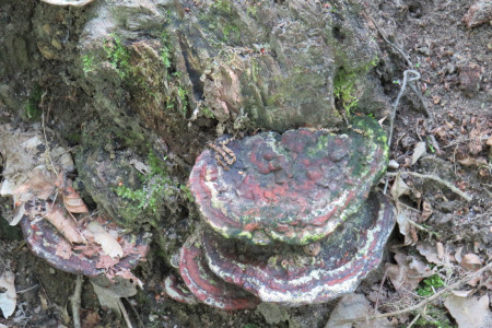 Perennipora fraxinea