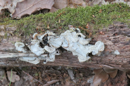 Funghi e muschi su tronco a terra