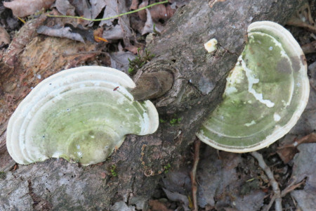 Funghi su tronco a terra