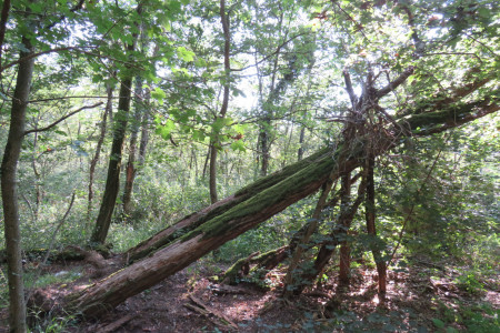 Albero schiantato