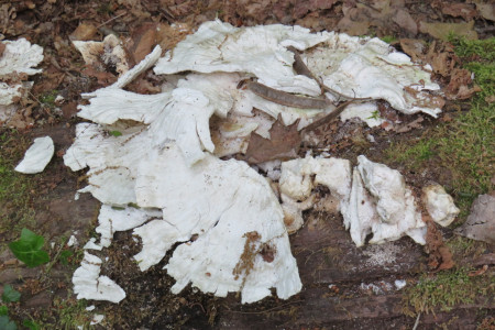 Laetiporus sulphureus - Gallina dei boschi