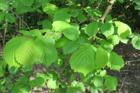 Corylus avellana - Nocciolo