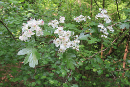 Crataegus monogyna - Biancospino