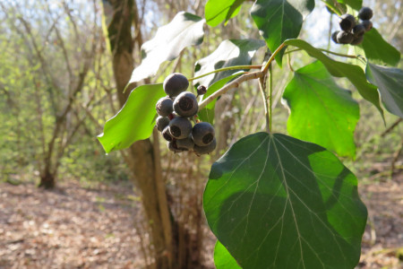 Hedera helix - Edera
