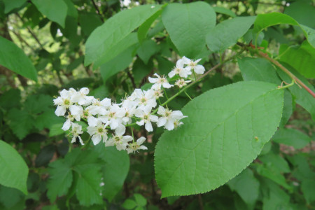 Fiori di Prunus padus - Pado