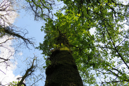 Quercus robur - Farnia