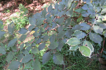 Ulmus minor - Olmo