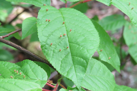 Foglia di Prunus padus - Pado